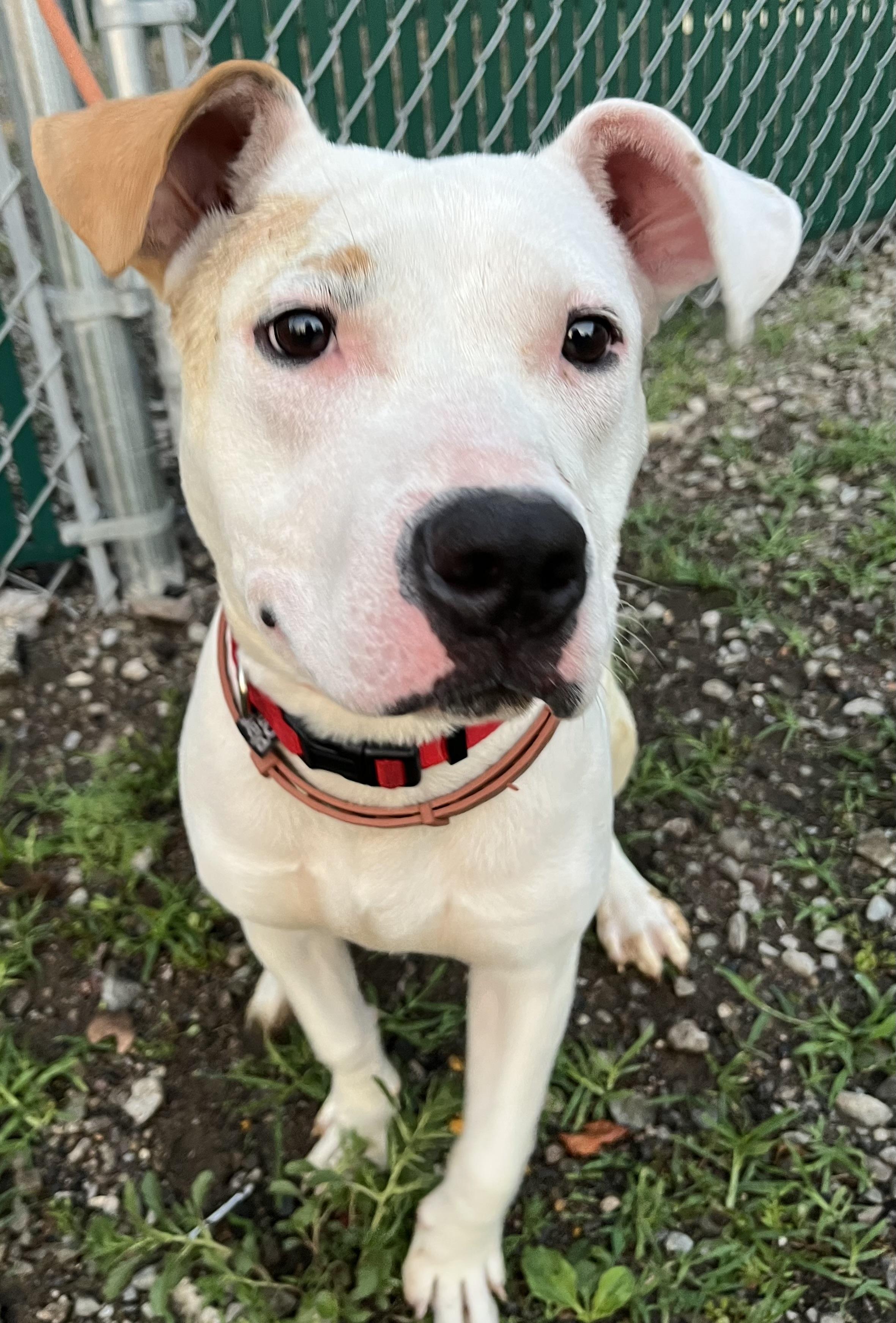 Buttercup, a ADOPTABLE Mixed Breed in McKeesport, PA image 1/6