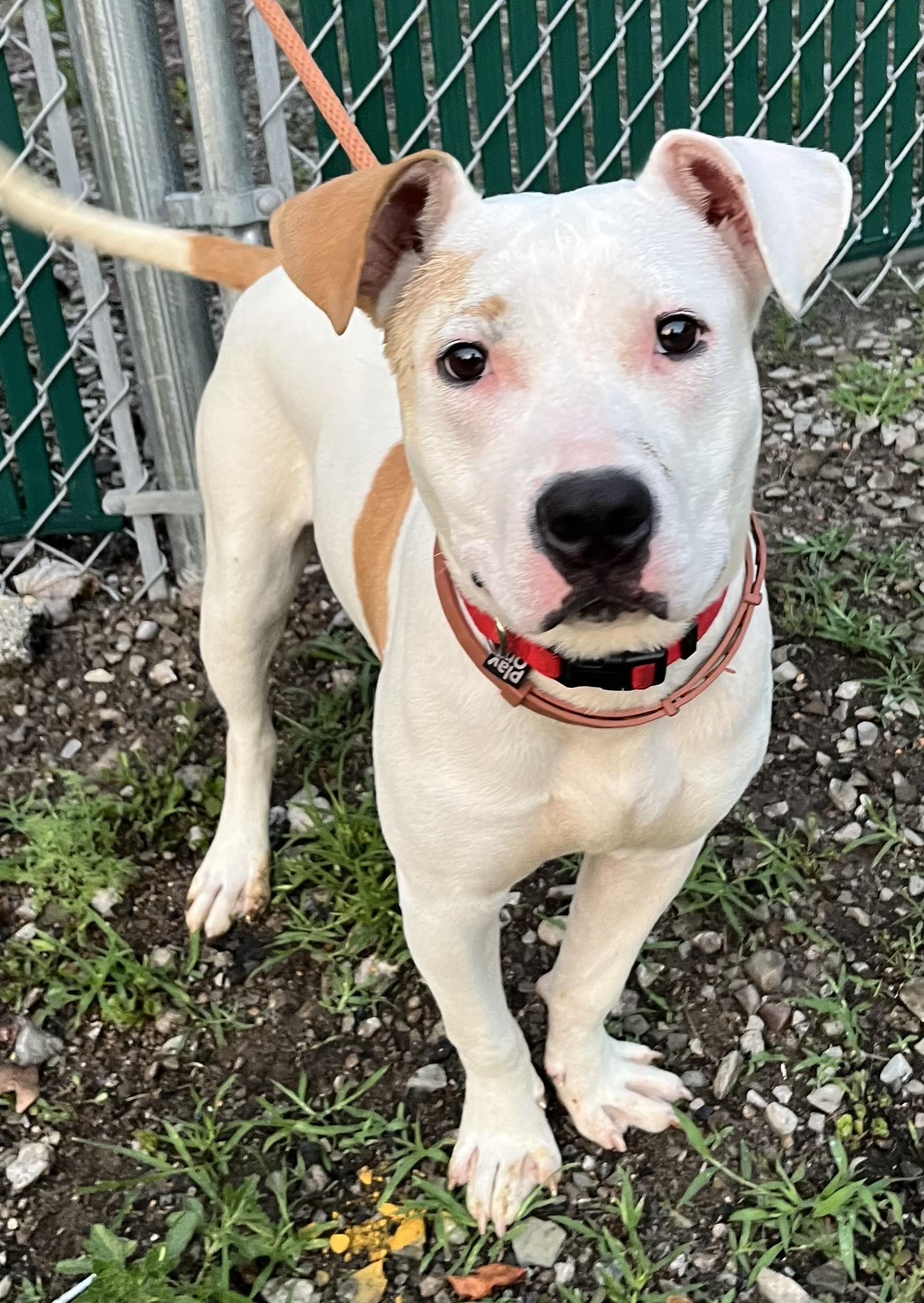 Buttercup, a ADOPTABLE Mixed Breed in McKeesport, PA image 3/6