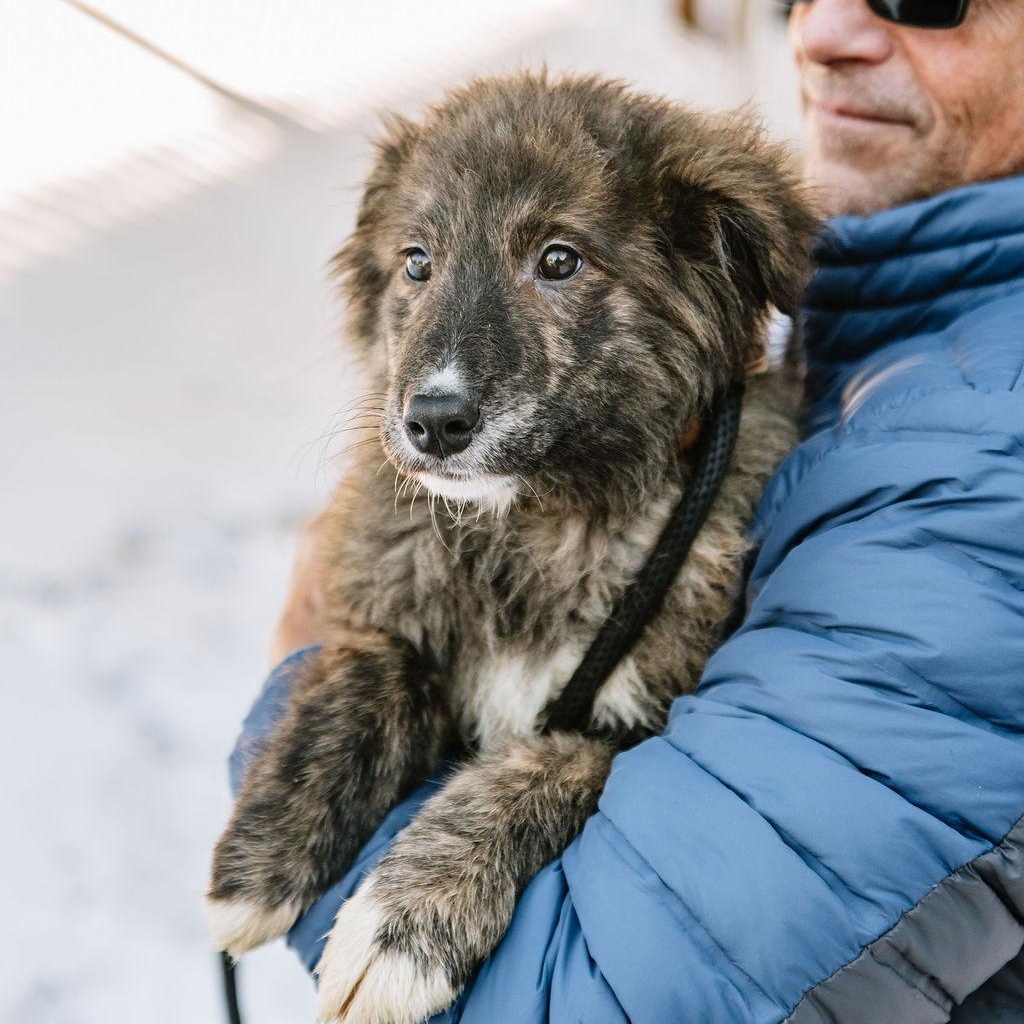 Enlarge Nutella, an adopted mixed breed in Chester Springs, PA image 4/5