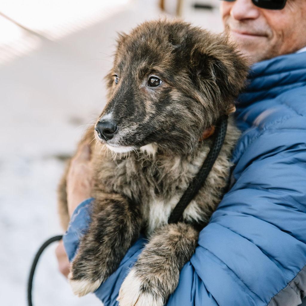 Enlarge Nutella, an adopted mixed breed in Chester Springs, PA image 5/5