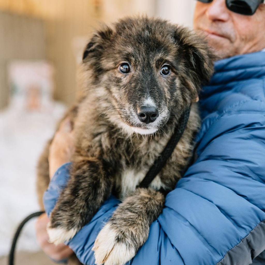 Enlarge Nutella, an adopted mixed breed in Chester Springs, PA image 3/5