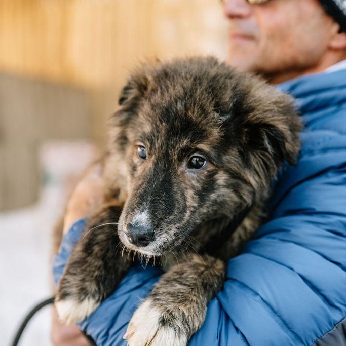 Enlarge Nutella, an adopted mixed breed in Chester Springs, PA image 1/5