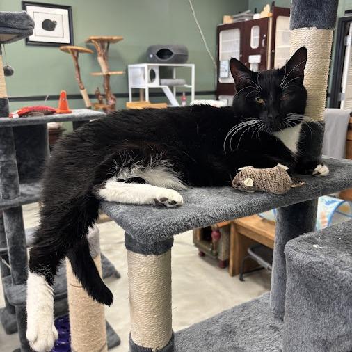 Enlarge Bowie, a Adoptable Domestic Short Hair in Kennett Square, PA image 1/3