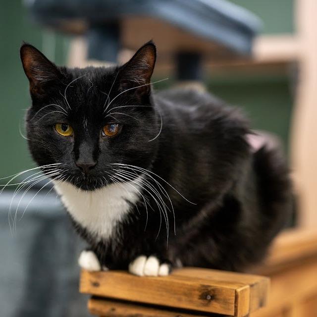 Enlarge Bowie, a Adoptable Domestic Short Hair in Kennett Square, PA image 3/4