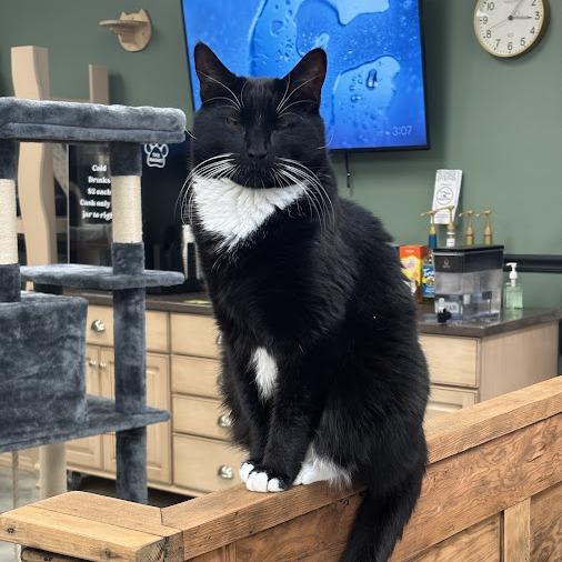 Enlarge Bowie, a Adoptable Domestic Short Hair in Kennett Square, PA image 3/3