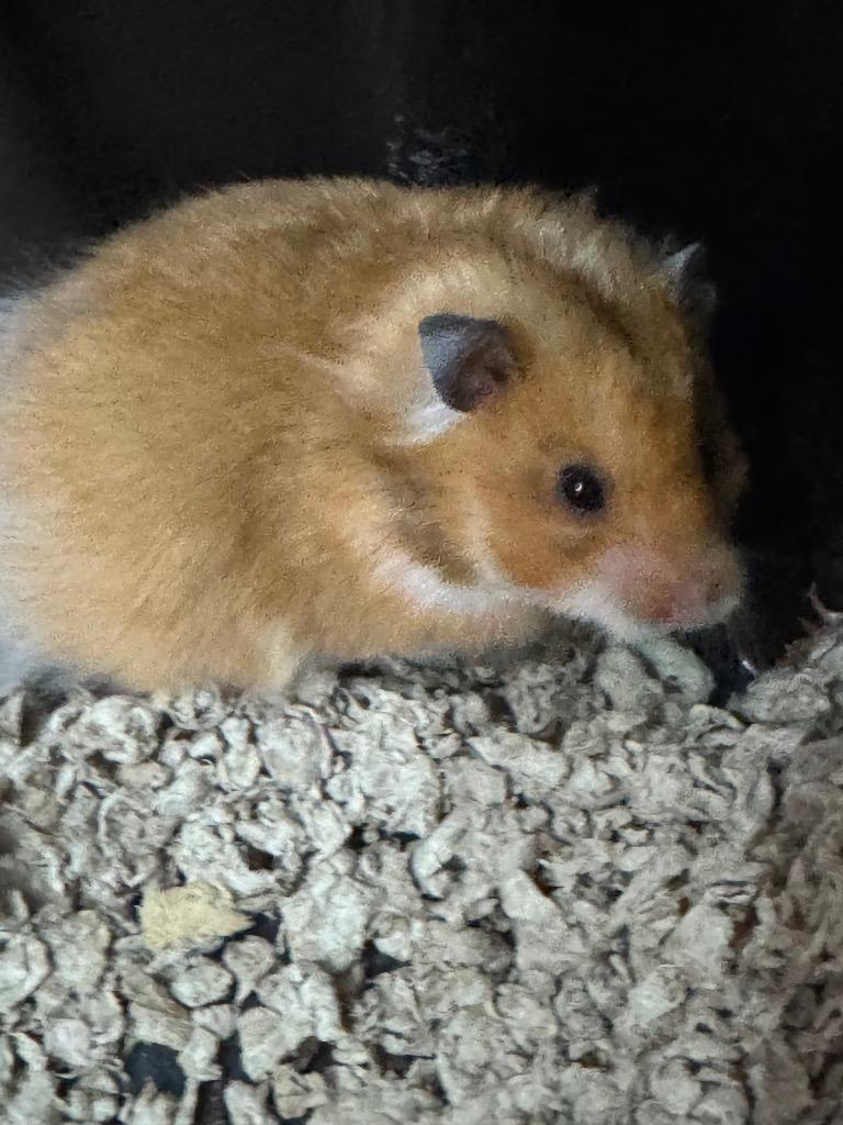 Enlarge Hannah, a Adoptable Hamster in Indianapolis, IN image 1/1