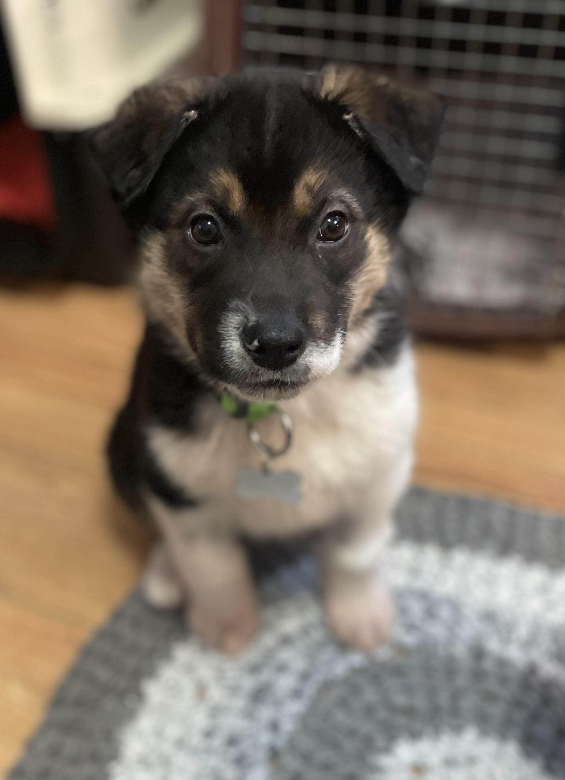 Enlarge Tubbs, an adopted mixed breed in Saskatoon, SK image 4/6