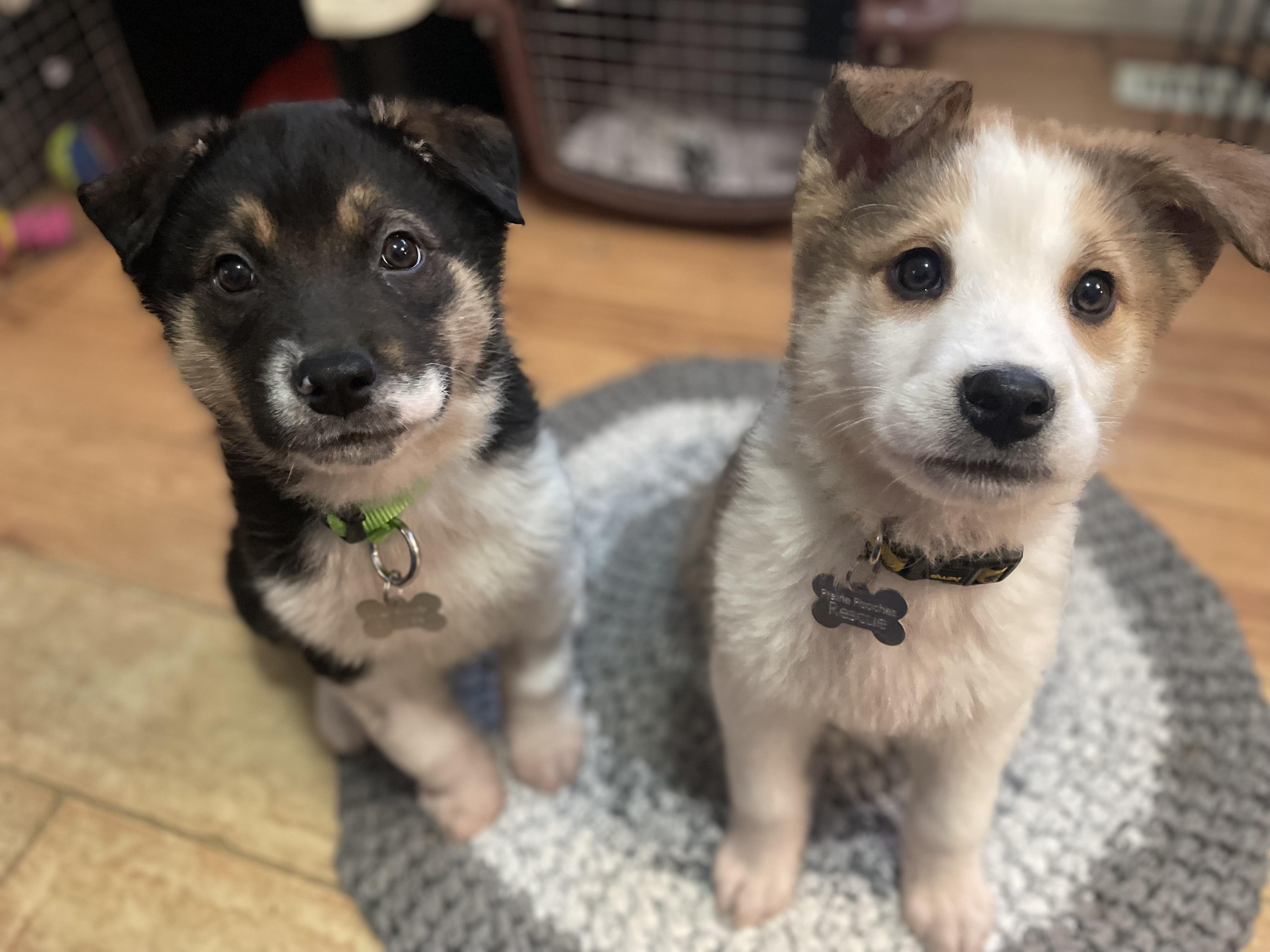 Enlarge Tubbs, an adopted mixed breed in Saskatoon, SK image 5/6