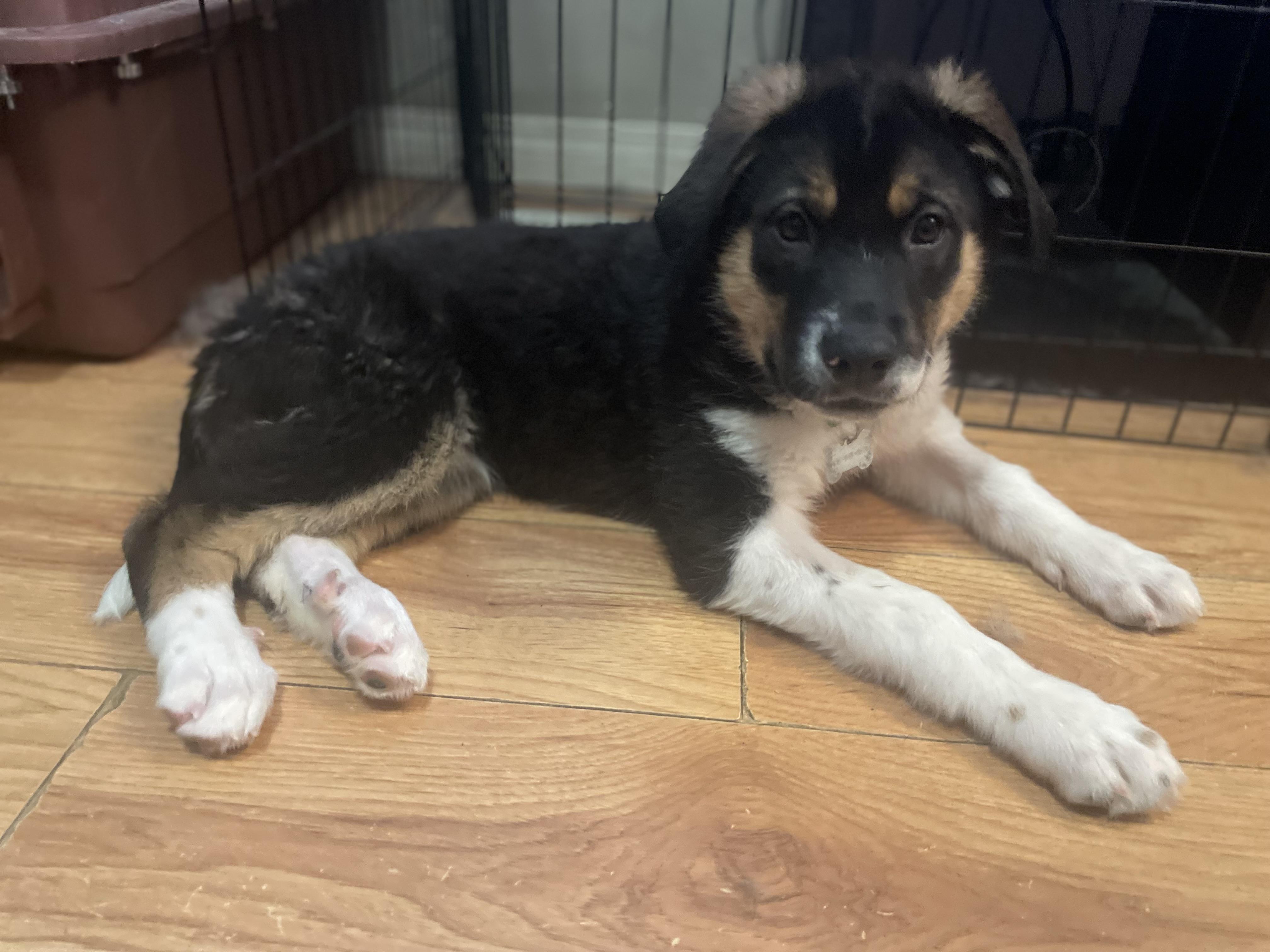 Enlarge Tubbs, an adopted mixed breed in Saskatoon, SK image 1/6