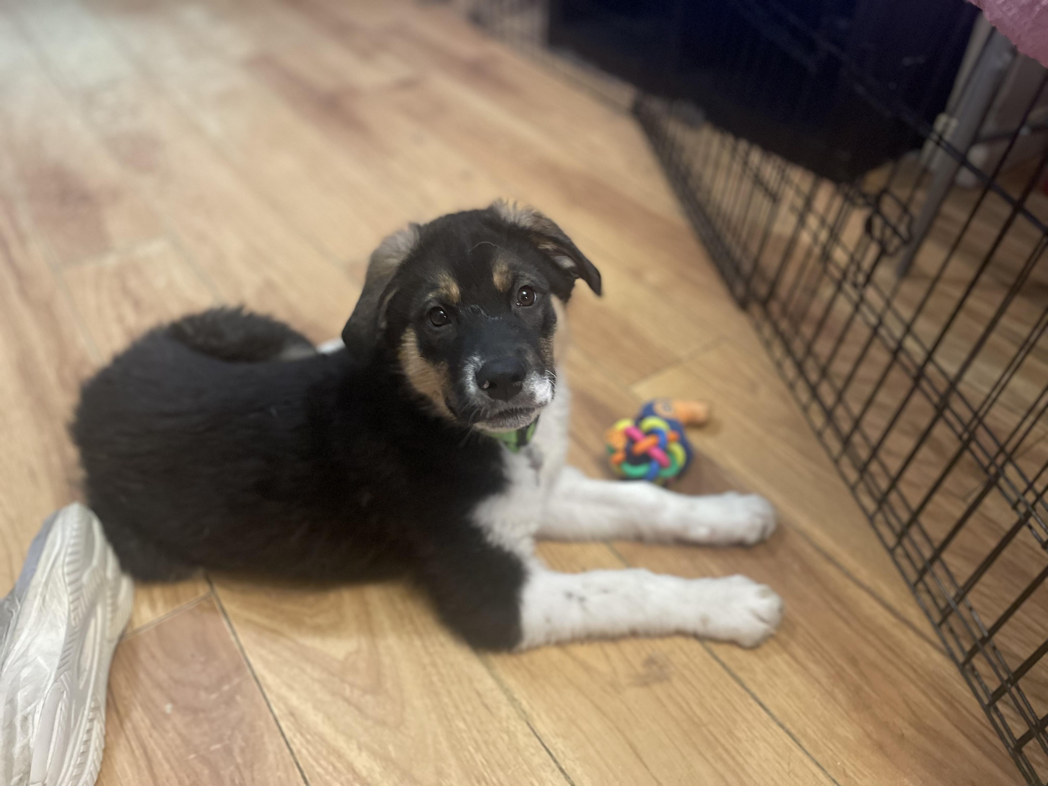 Enlarge Tubbs, an adopted mixed breed in Saskatoon, SK image 2/6