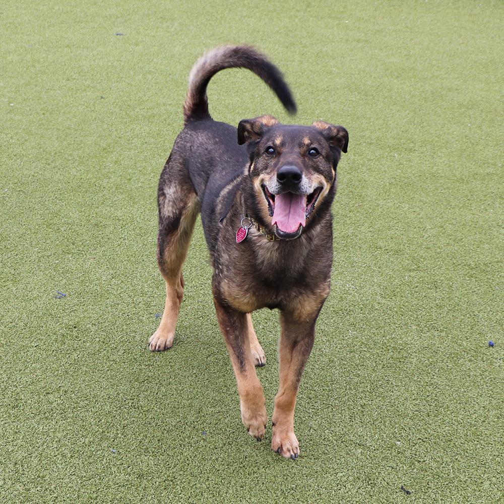 Enlarge Rascal, a Adoptable mixed breed in Port Washington, NY image 1/4