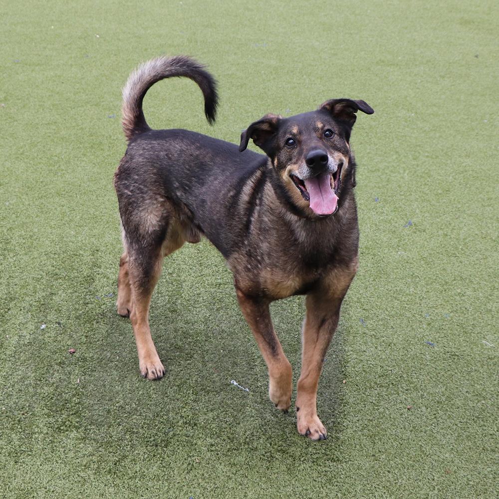 Enlarge Rascal, a Adoptable mixed breed in Port Washington, NY image 2/4