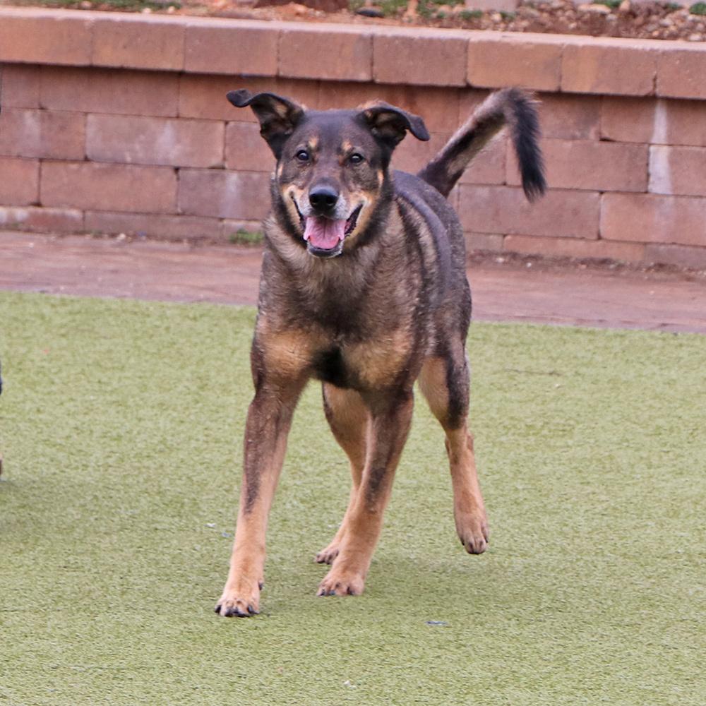 Enlarge Rascal, a Adoptable mixed breed in Port Washington, NY image 3/4