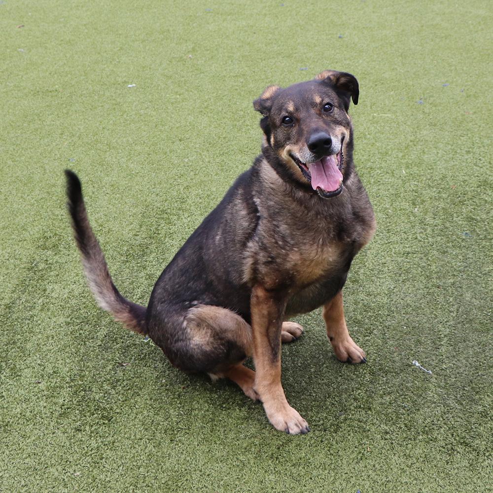Enlarge Rascal, a Adoptable mixed breed in Port Washington, NY image 4/4