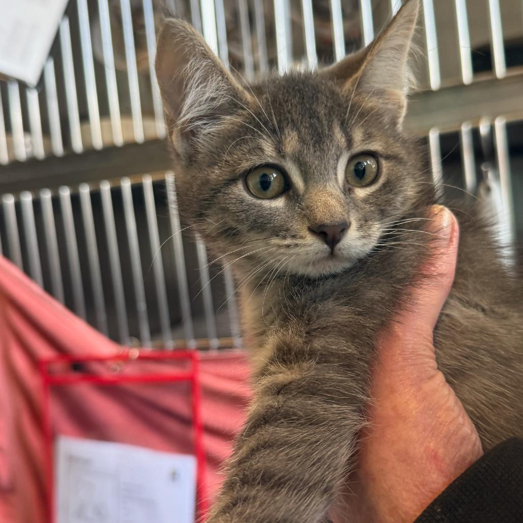 Fish Sticks, Adoptable, Kitten Female Domestic Short Hair.