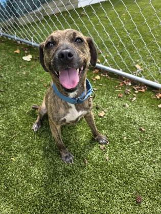 Enlarge Miranda, a Adoptable mixed breed in Savannah, GA image 2/3