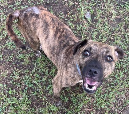 Enlarge Miranda, a Adoptable mixed breed in Savannah, GA image 3/3