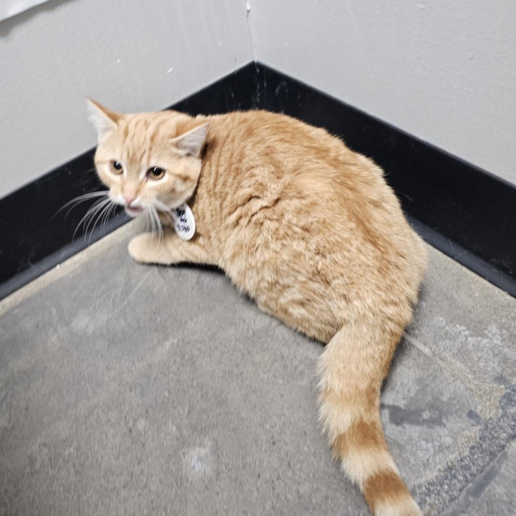 Ginger, Adoptable, Young Female Domestic Short Hair.