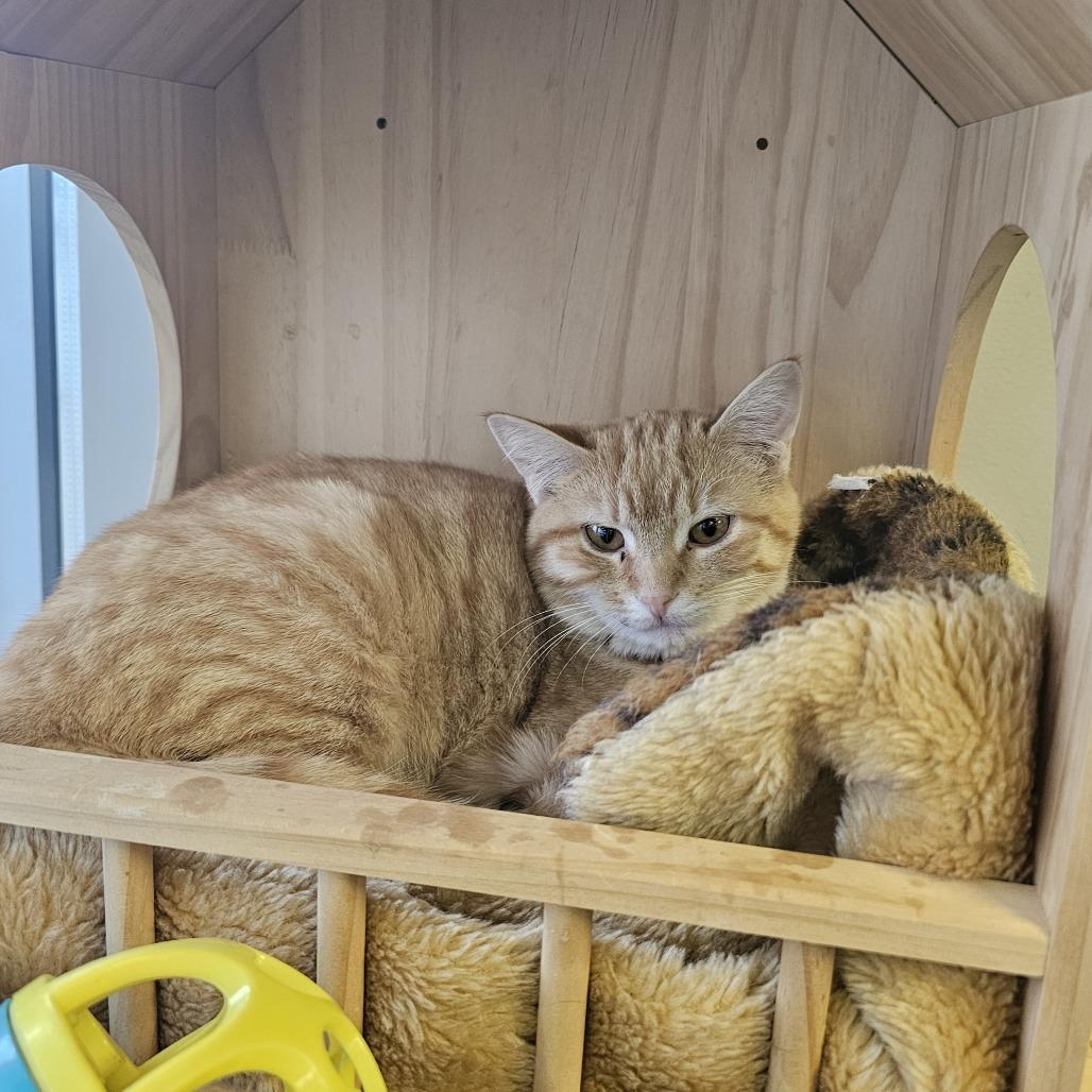 Ginger, a Adoptable Domestic Short Hair in Normal, IL image 2/3