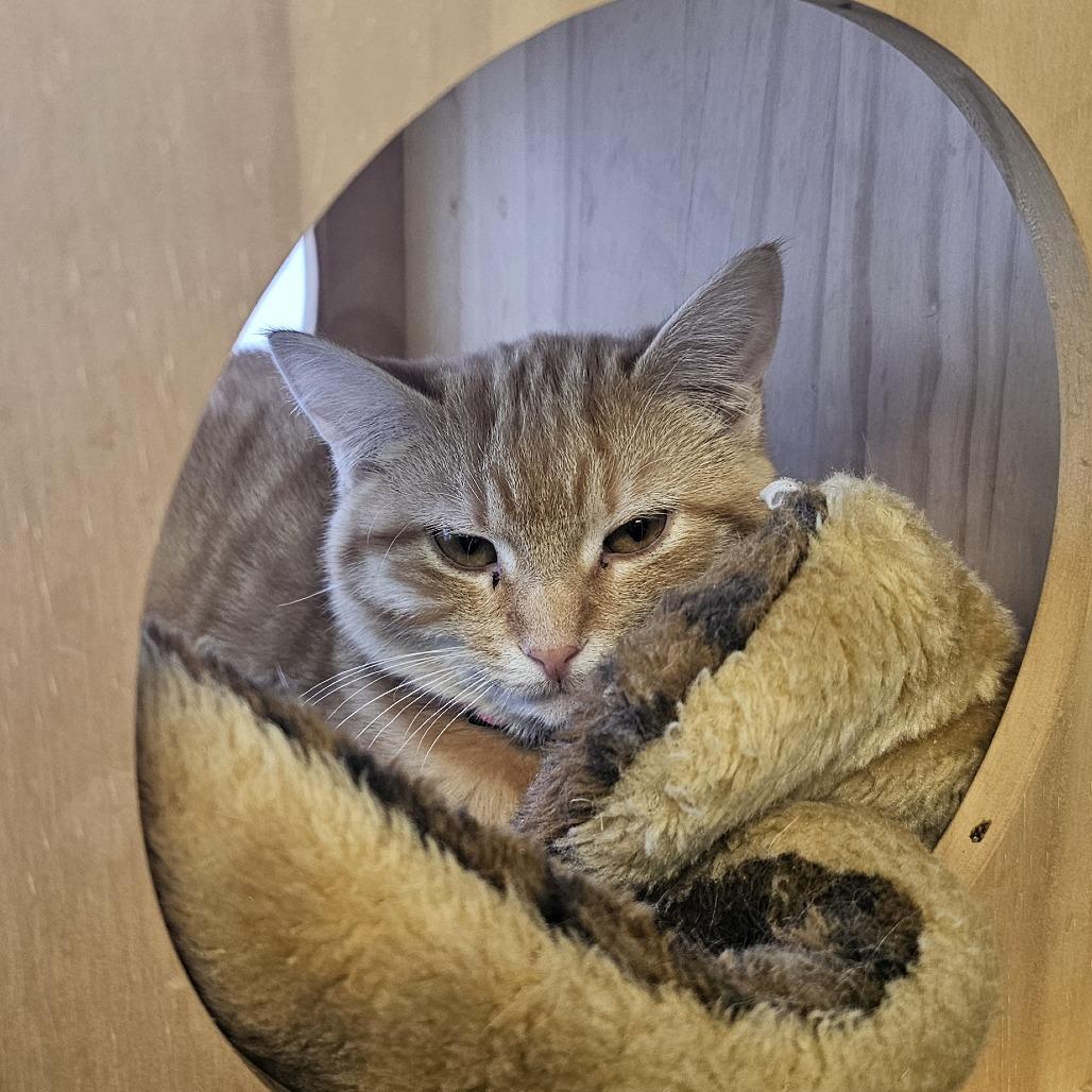 Ginger, a Adoptable Domestic Short Hair in Normal, IL image 3/3