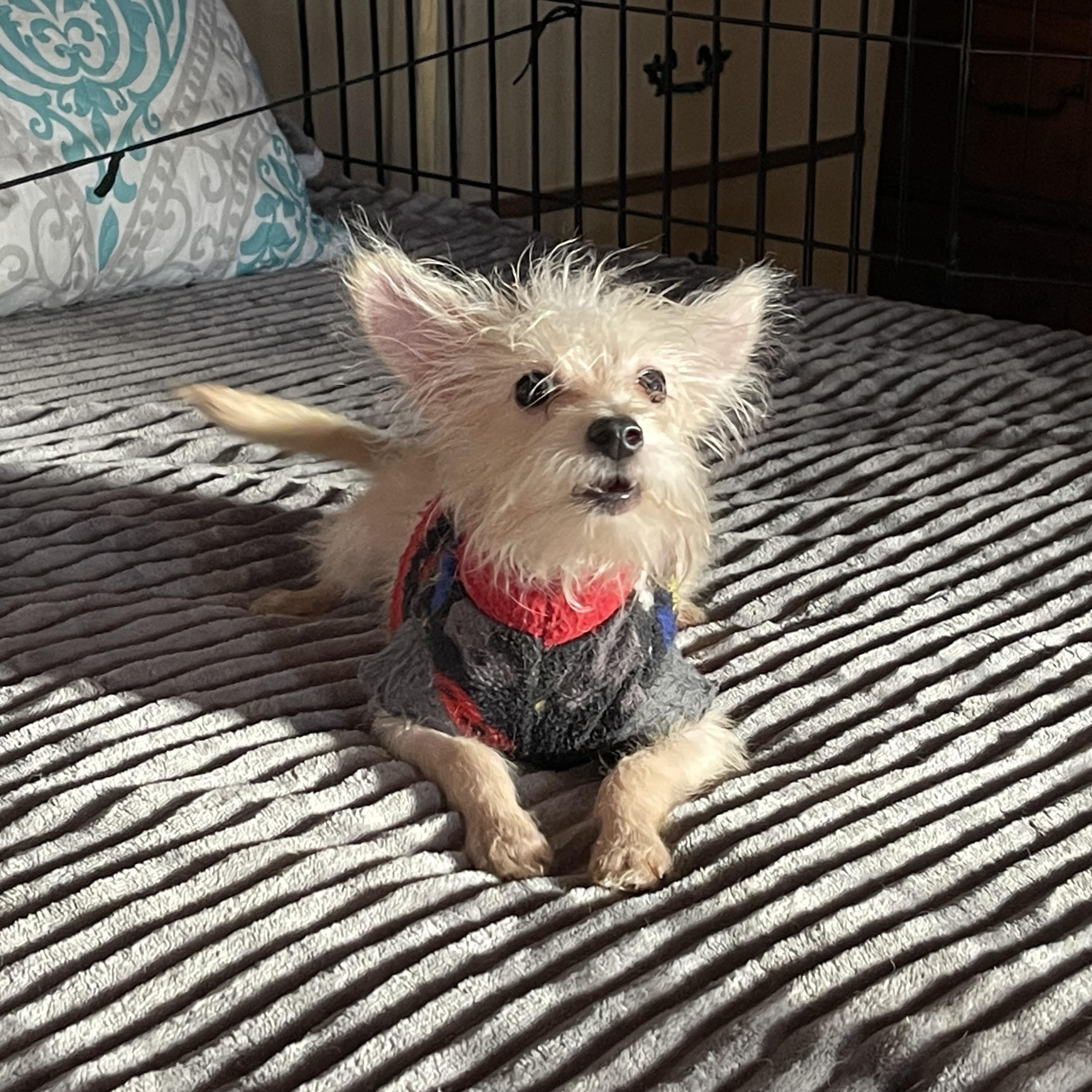 Enlarge KING 4 months 4+ pounds, a Adoptable mixed breed in Oceanside, CA image 5/6