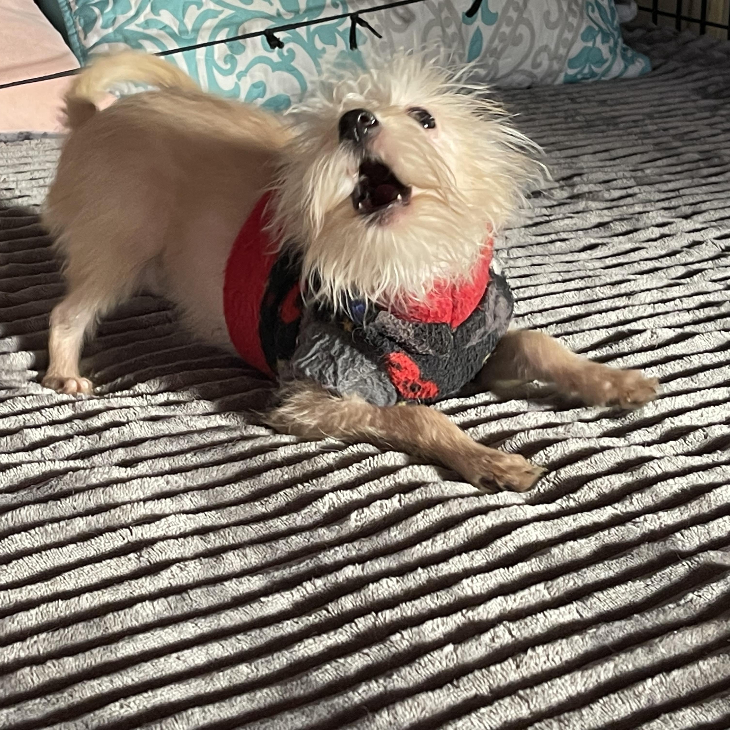 Enlarge KING 4 months 4+ pounds, a Adoptable mixed breed in Oceanside, CA image 3/6