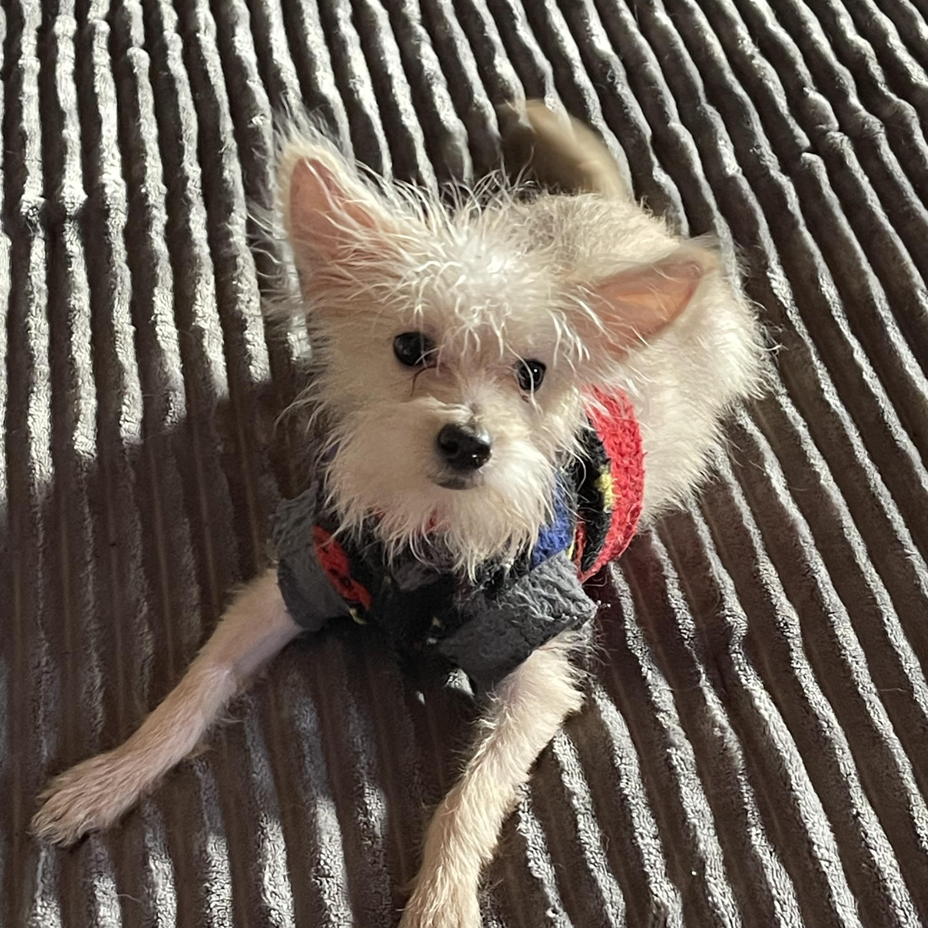 Enlarge KING 4 months 4+ pounds, a Adoptable mixed breed in Oceanside, CA image 6/6