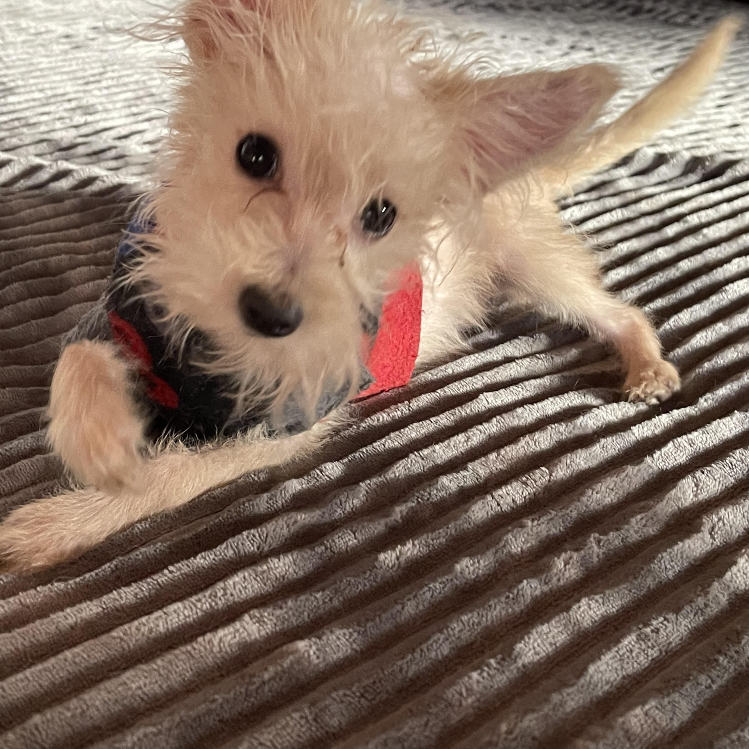 Enlarge KING 4 months 4+ pounds, a Adoptable mixed breed in Oceanside, CA image 1/6