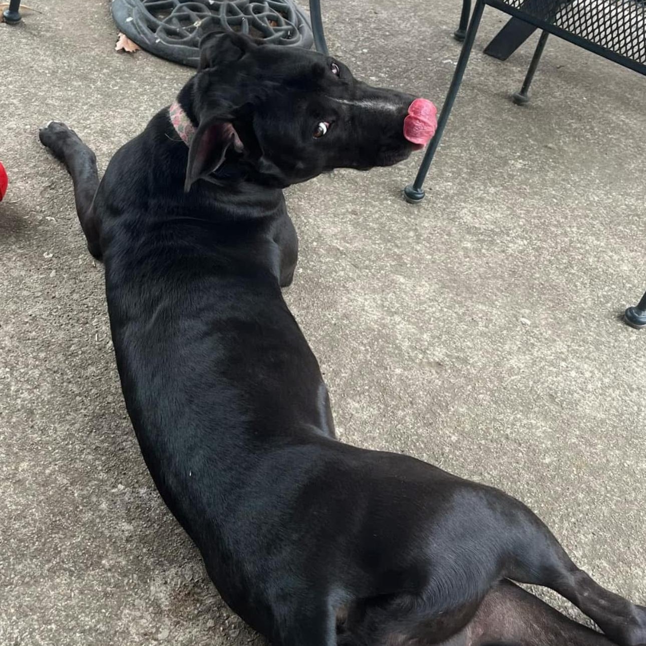 6812 Hattie, a Adoptable mixed breed in Springfield, MO image 1/6