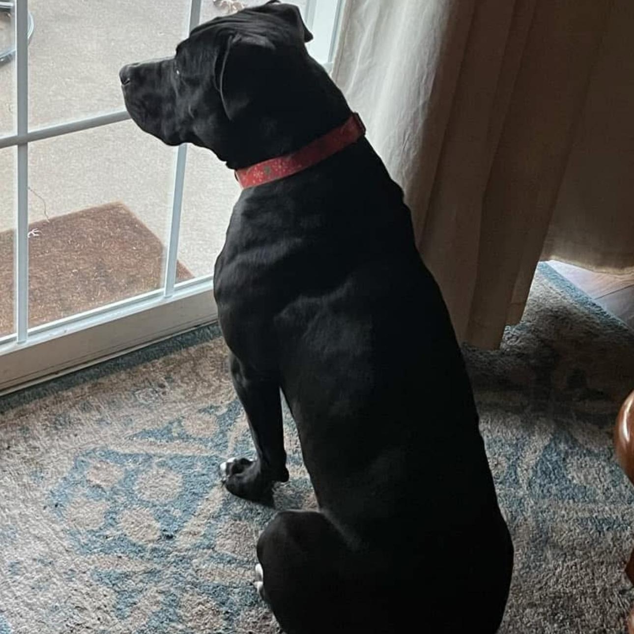 6812 Hattie, a Adoptable mixed breed in Springfield, MO image 6/6