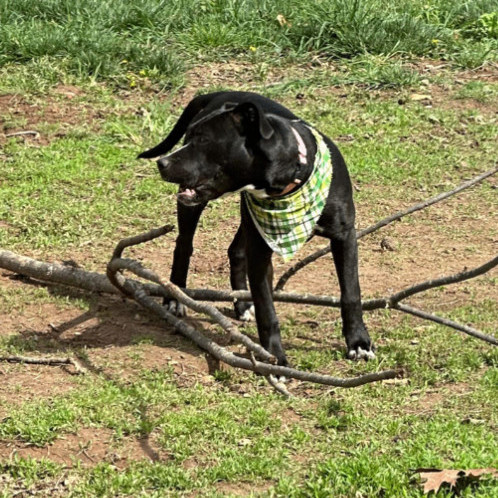 6812 Hattie, a Adoptable mixed breed in Springfield, MO image 3/6