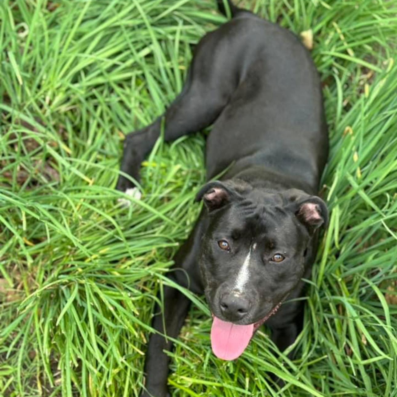 6812 Hattie, a Adoptable mixed breed in Springfield, MO image 2/6