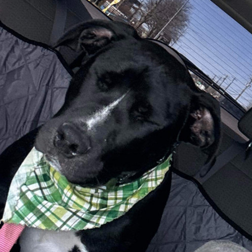 6812 Hattie, a Adoptable mixed breed in Springfield, MO image 4/6