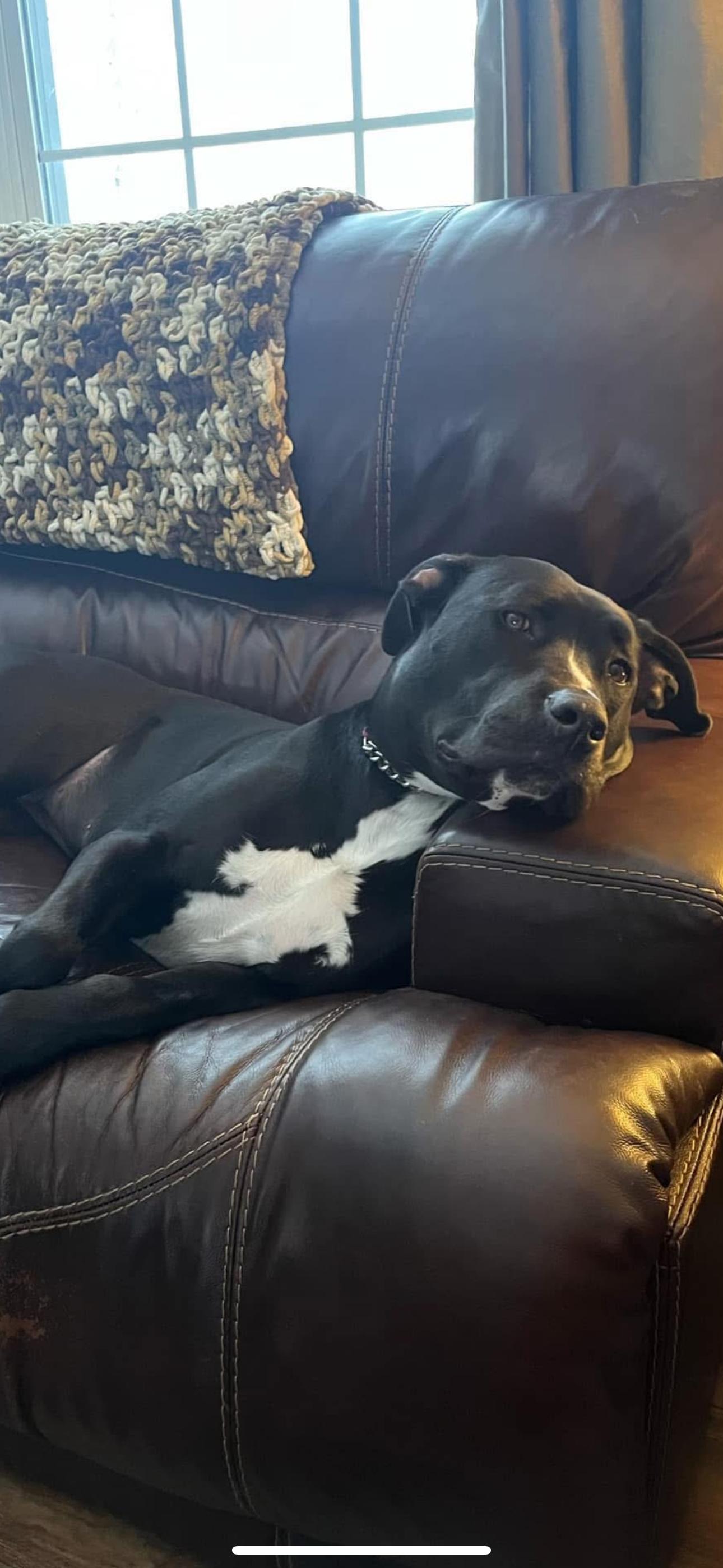 6812 Hattie, a Adoptable mixed breed in Springfield, MO image 5/6