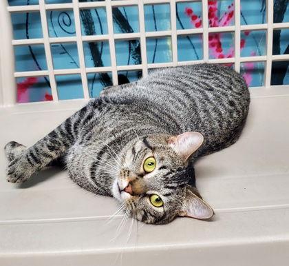 Enlarge 6605 (Laron), a Adoptable Domestic Short Hair in Lake City, MI image 2/2