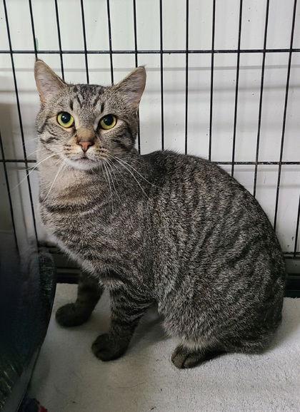 6605 (Laron), Adoptable, Adult Male Domestic Short Hair.