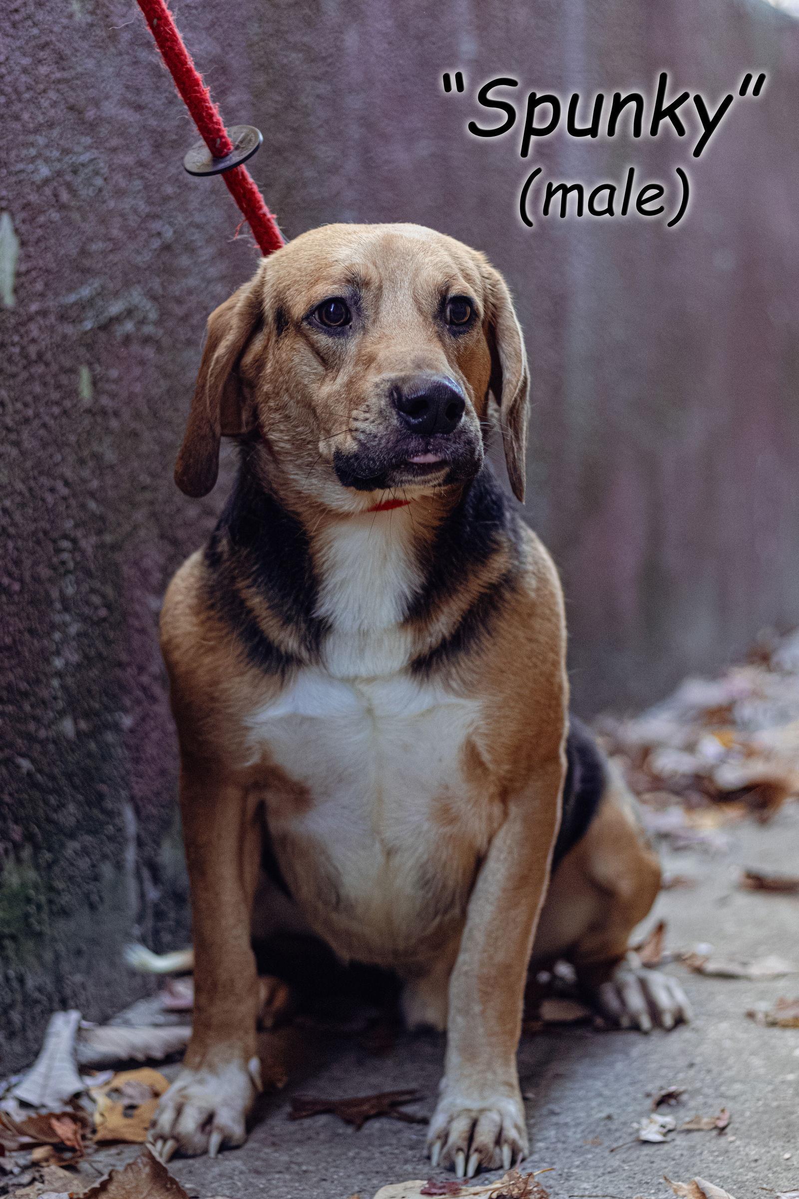Spunky, Adoptable, Adult Male Beagle & Hound.