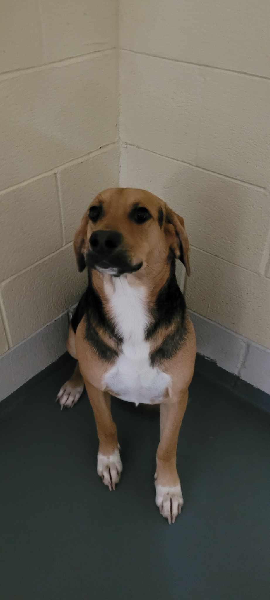 Enlarge Spunky, a Adoptable mixed breed in Frenchburg, KY image 2/2