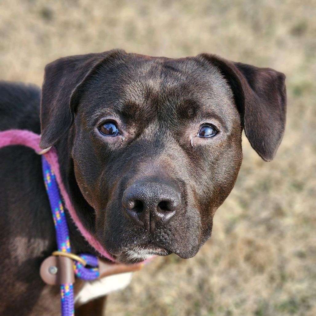 Prim, Adoptable, Adult Female Terrier.
