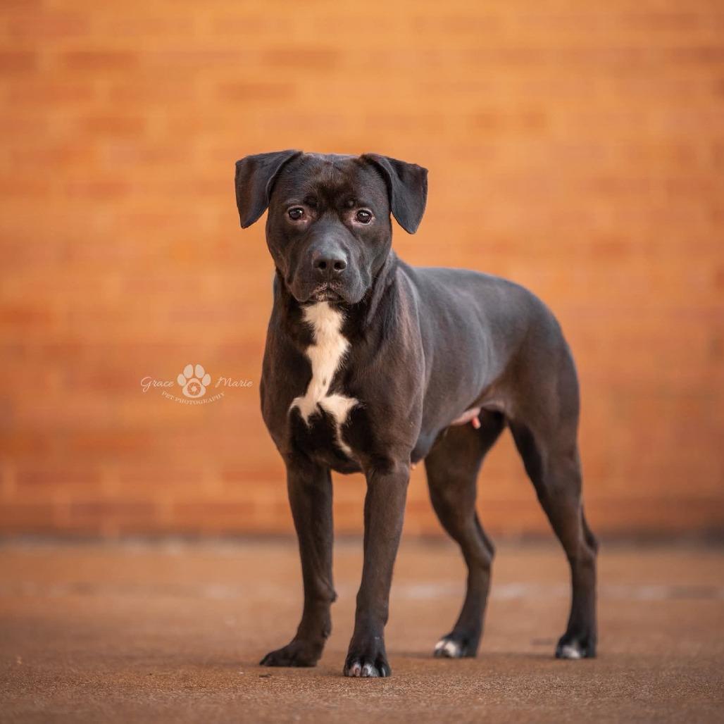 Enlarge Prim, a Adoptable Terrier in O'Fallon, MO image 2/6