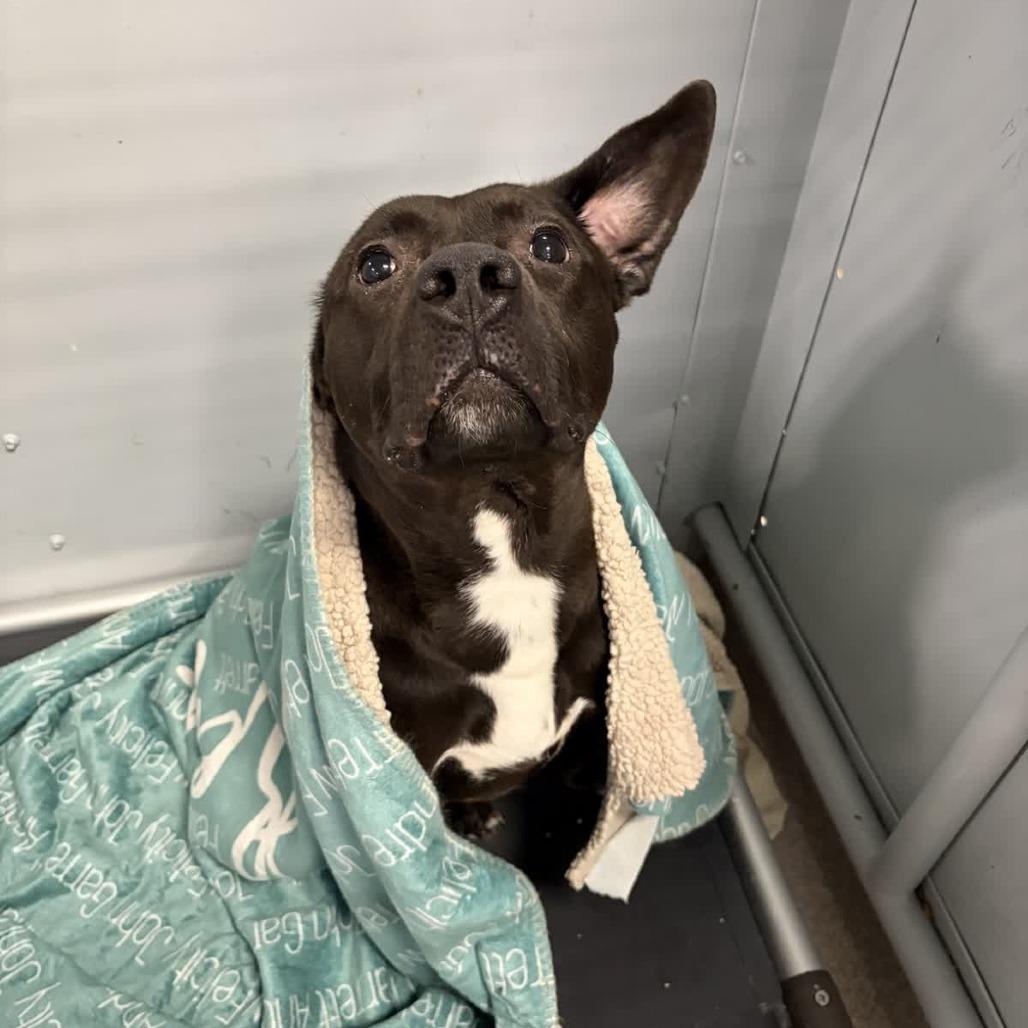 Enlarge Prim, a Adoptable Terrier in O'Fallon, MO image 3/6