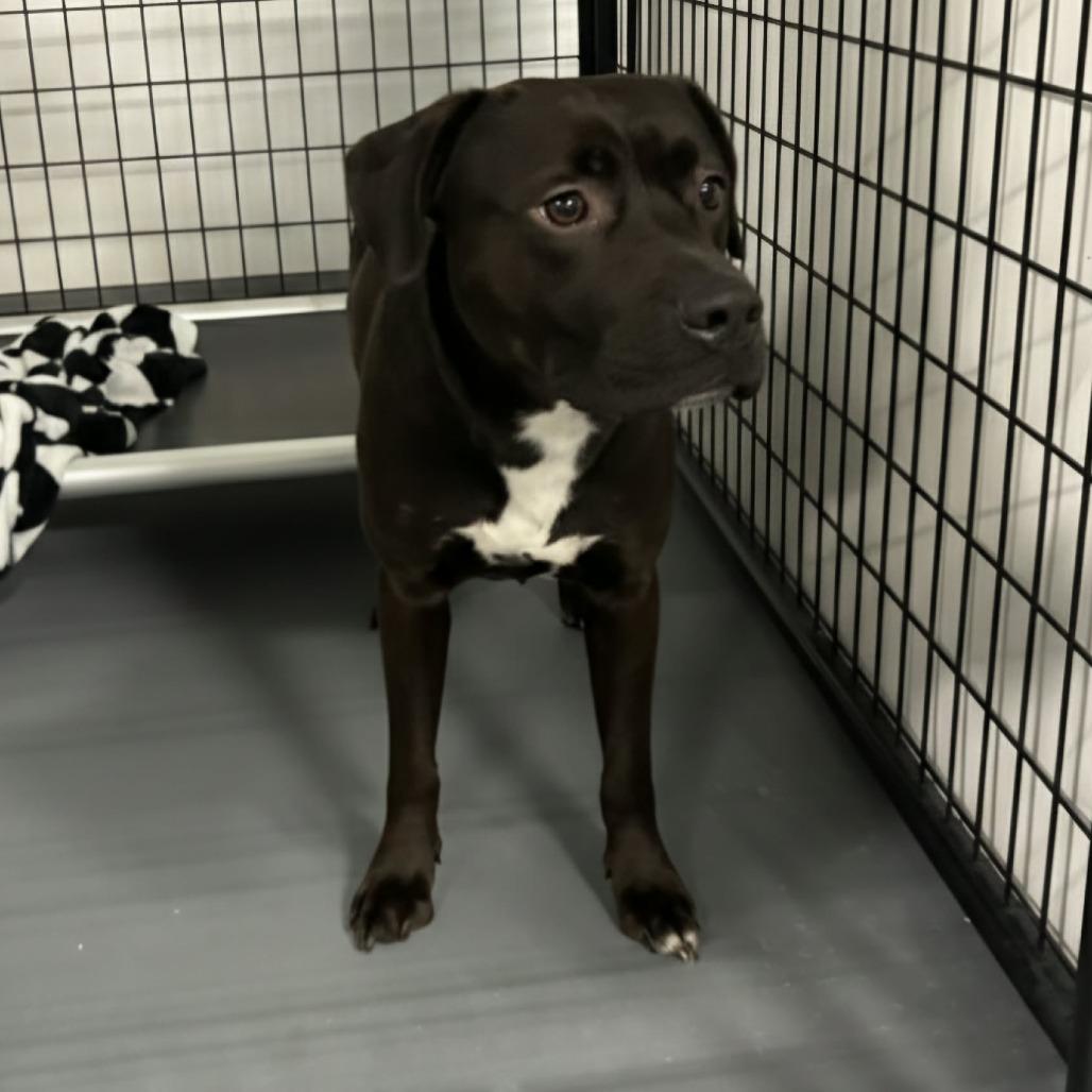 Enlarge Prim, a Adoptable Terrier in O'Fallon, MO image 4/6