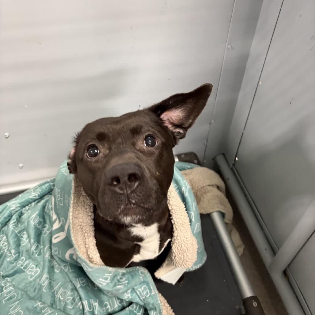 Enlarge Prim, a Adoptable Terrier in O'Fallon, MO image 5/6