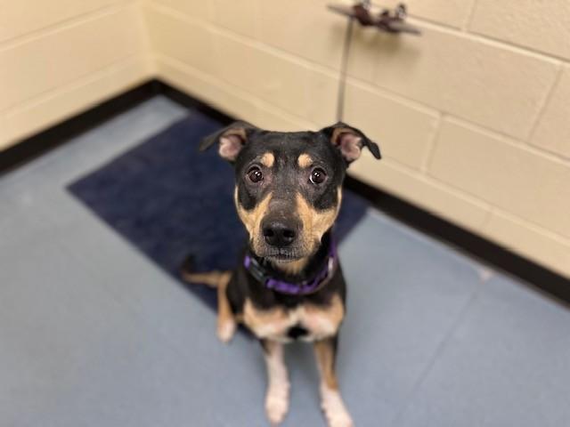 Enlarge MITTENS, a Adoptable Foxhound in Denver, CO image 1/1