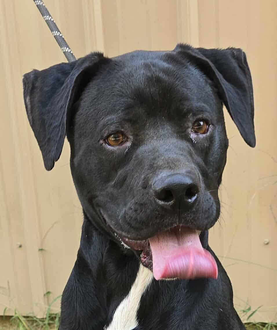 Tahoe, a Adoptable mixed breed in Newport, TN image 1/6