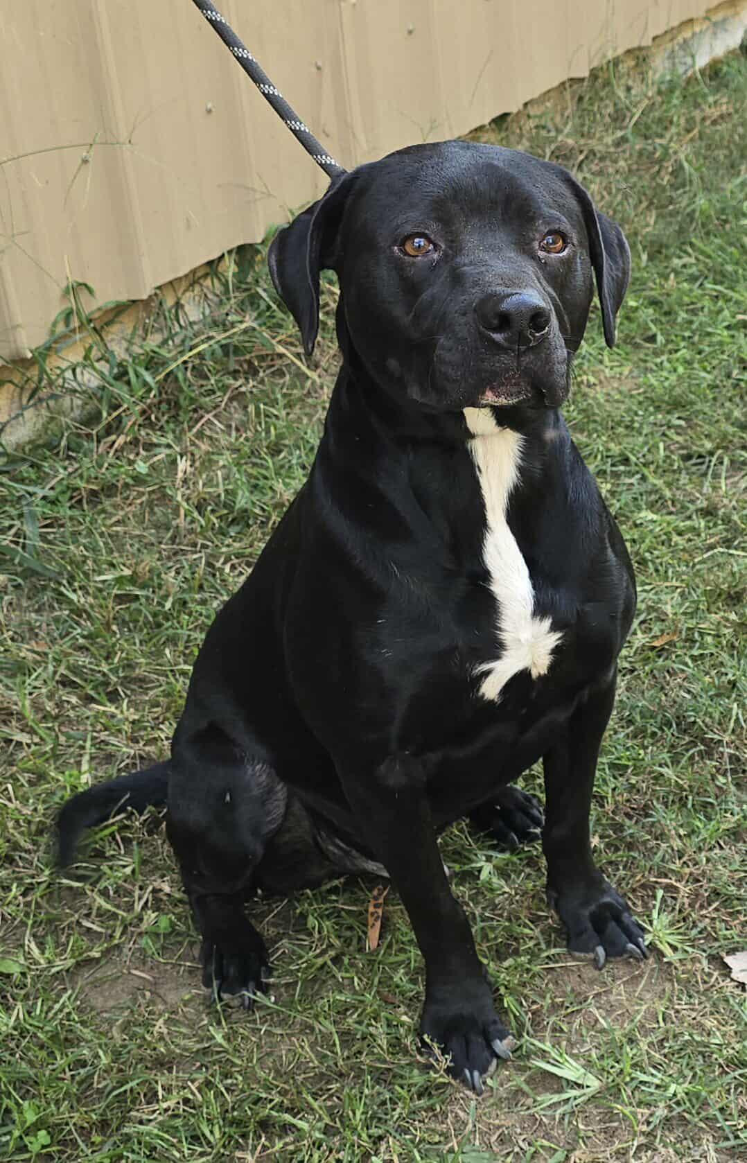 Tahoe, a Adoptable mixed breed in Newport, TN image 2/6