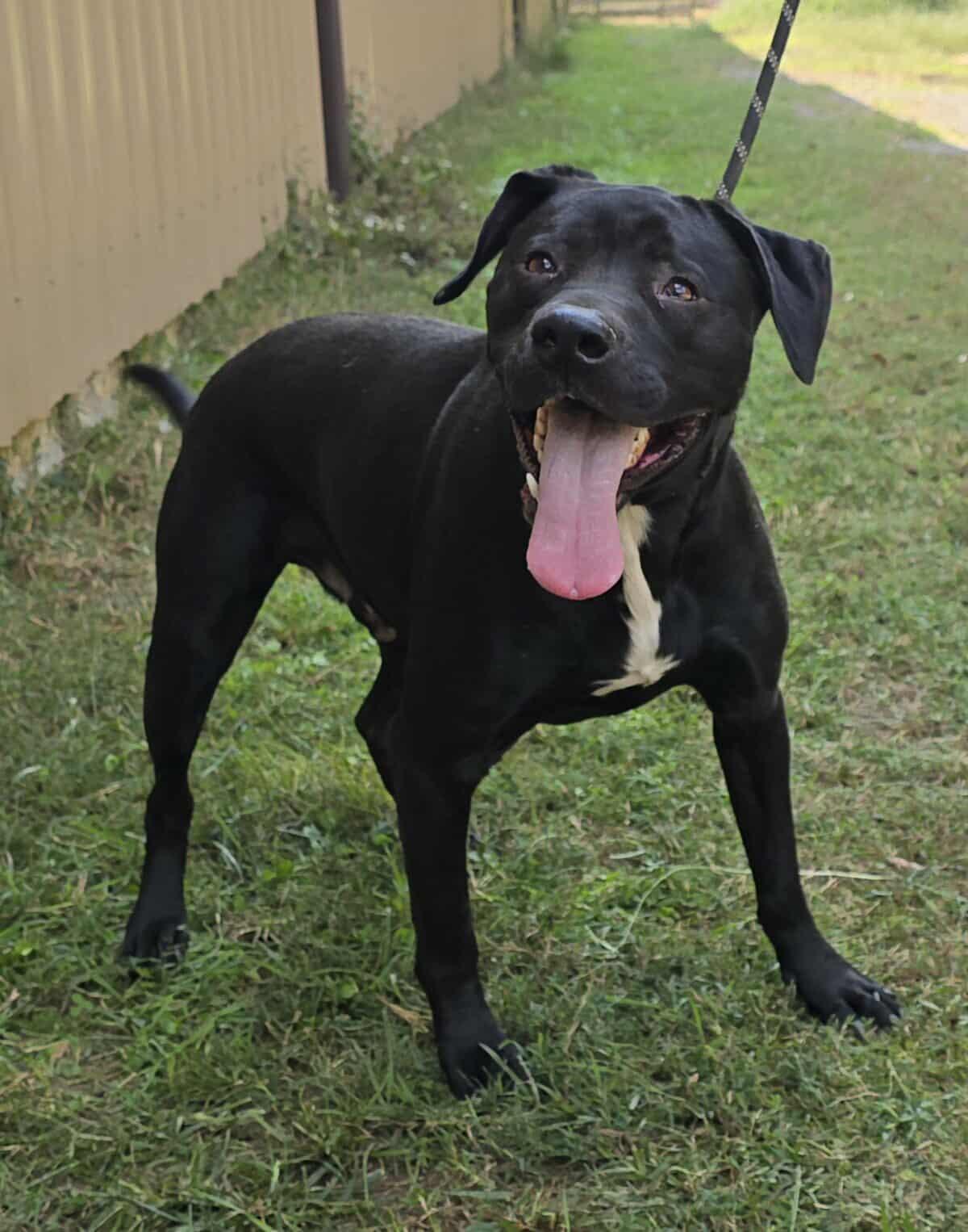 Tahoe, a Adoptable mixed breed in Newport, TN image 3/6
