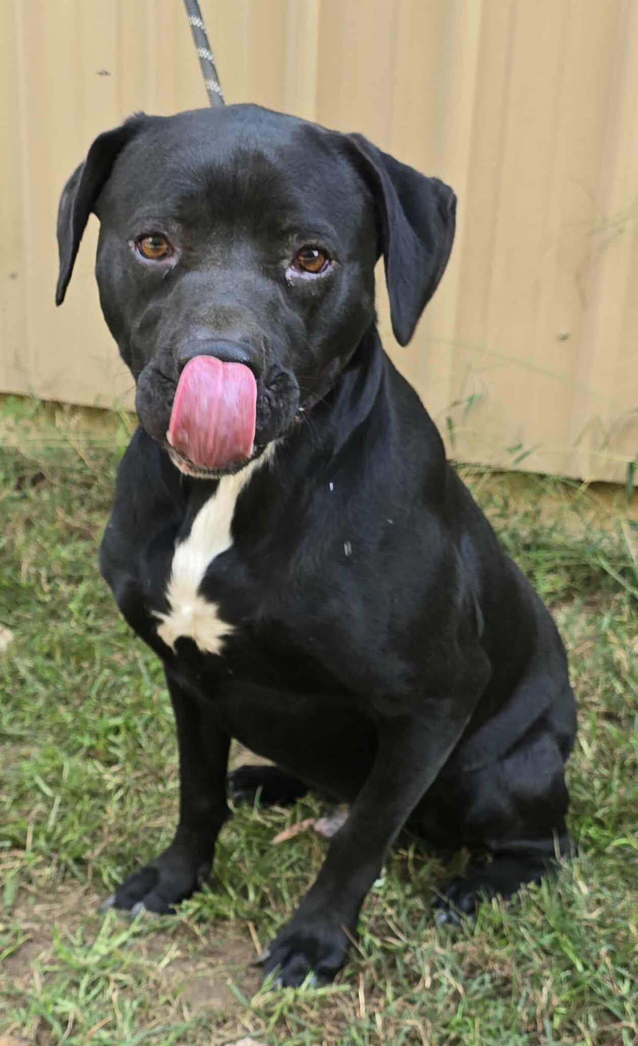 Tahoe, a Adoptable mixed breed in Newport, TN image 4/6