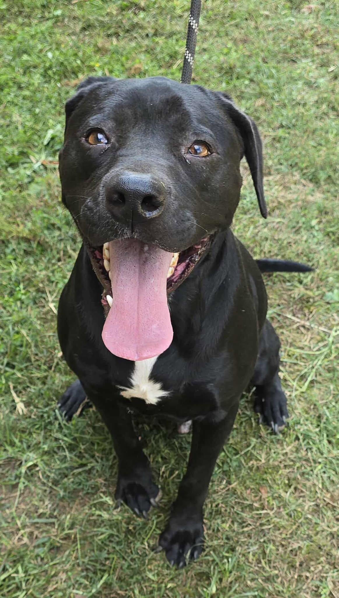 Tahoe, a Adoptable mixed breed in Newport, TN image 5/6