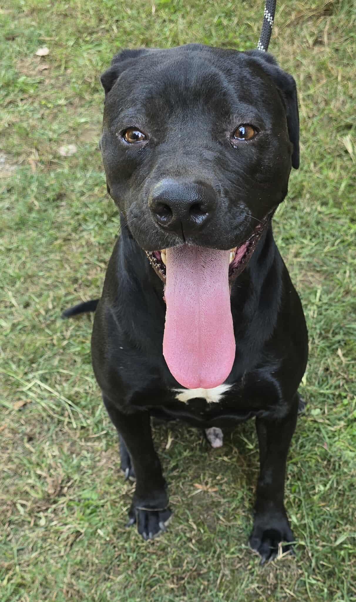 Tahoe, a Adoptable mixed breed in Newport, TN image 6/6